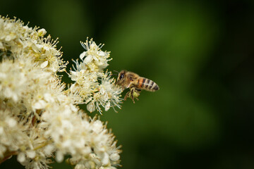 Biene mit grünen Pollenhöschen auf Mädesüß