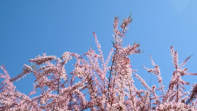 Beautiful pink flowers of Tamarix parviflora sway in the wind. smallflower tamarisk. Spring bloom.