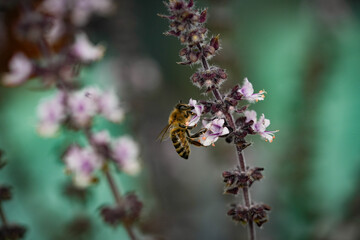 Biene auf Strauchbasilikum
