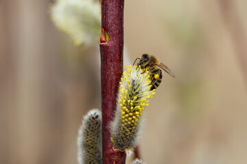 Biene auf Weidenkätzchen mit gelebem Pollenhöschen