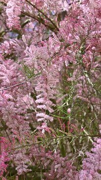 Beautiful pink flowers of Tamarix parviflora sway in the wind. smallflower tamarisk. Spring bloom.