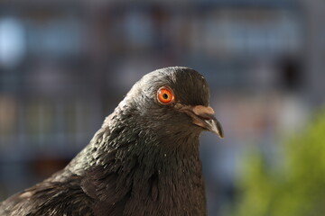 Pigeon closeup portrait, bird on the window, summer day, pigeon beautiful portrait, pigeons eyes in macro, Extreme Close Up	