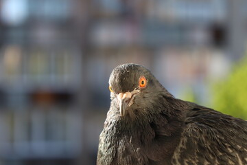 Pigeon closeup portrait, bird on the window, summer day, pigeon beautiful portrait, pigeons eyes in macro, Extreme Close Up