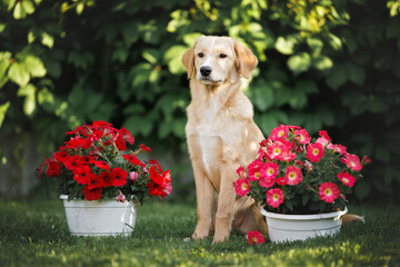 cute mixed breed puppy sitting outdoors with two flower pots