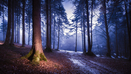 Naklejka premium Mysterious blue toned forest pathway, winter night landscape. Footpath and high trees in snow.