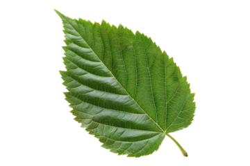 Ash leaf nature isolated on transparent background