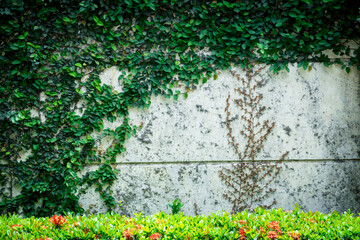 A wall covered in green vines and a small bush with red flowers in the foreground