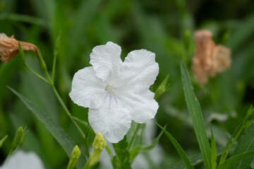 A white flower with green leaves is the main focus of the image