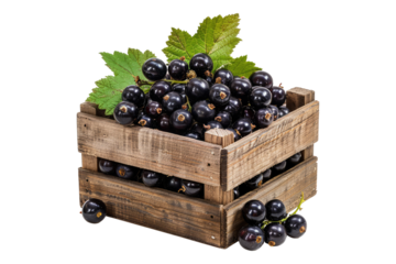 Black currants in a wooden crate isolated on transparent background