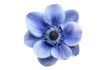 Blue anemone flower isolated on transparent background