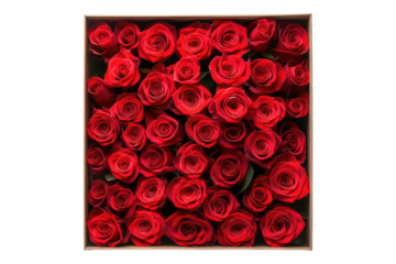 Box of red roses isolated on transparent back ground