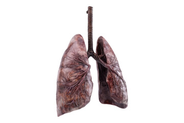 Human lungs isolated on transparent background