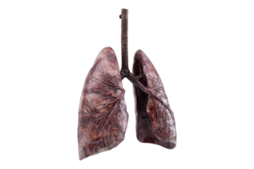 Human lungs isolated on transparent background