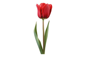 Red tulip flower isolated on transparent background