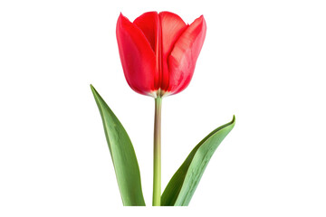 Red tulip flower isolated on transparent background