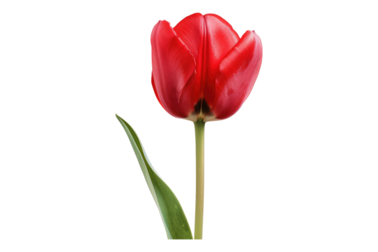 Red tulip flower isolated on transparent background
