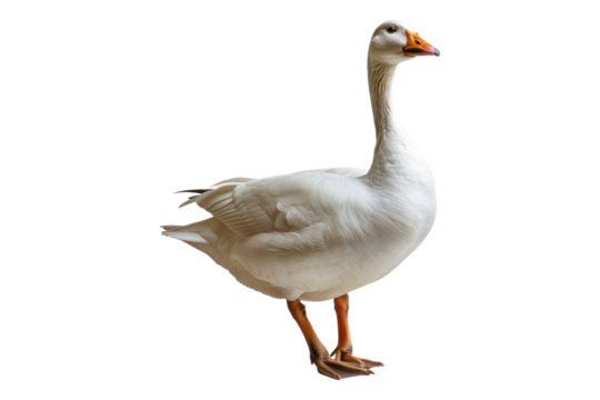 White domestic goose isolated on transparent background
