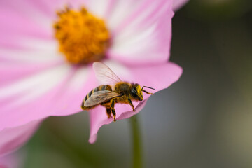 Biene mit Blütenstaub