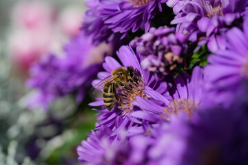 Biene auf Aster