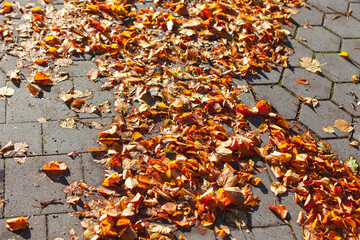 Sidewalk covered in colorful autumn leaves. Urban picturesque scene of fall season