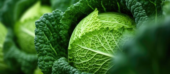Organic savoy cabbage close up as natural green vegetable background. Creative banner. Copyspace image