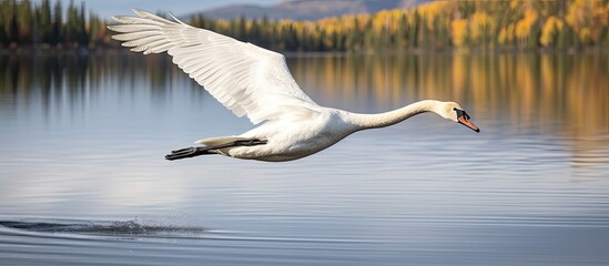 Trumpeter Swan Cygnus buccinator in Yellowstone National Park USA. Creative banner. Copyspace image
