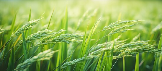 Green paddy field ready to harvest Closeup shot. Creative banner. Copyspace image