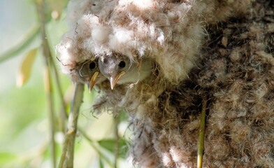close up of a owl