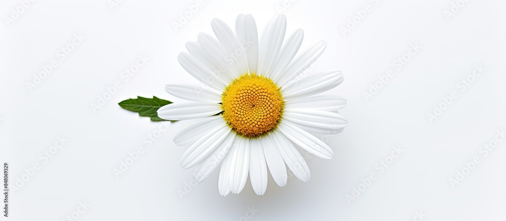 Poster one white daisy flower isolated on white background flat lay top view floral pattern object. creativ