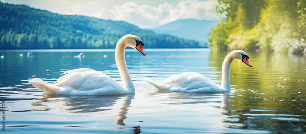 Poster white swans on a colorful lake. creative banner. copyspace image