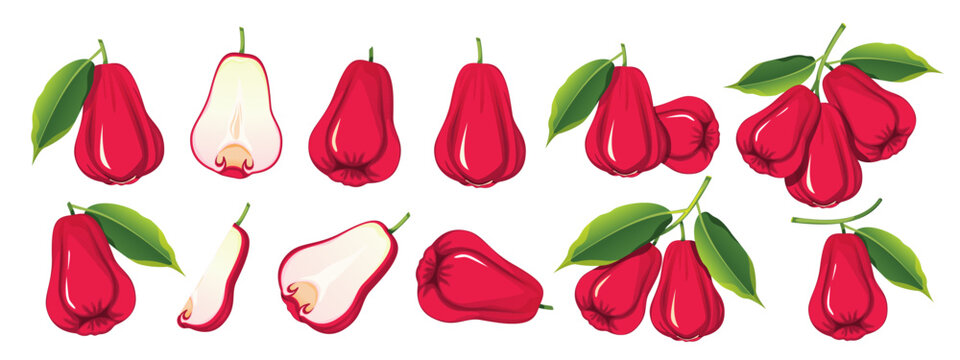 Set of pink apple or red java apple. Exotic fruits on a branch, slices cut in half. Vector illustration.