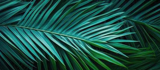 Bright colored sheet of palm Exotic plant Conceptual contemporary art Summer style Art gallery design Creative modern. Creative banner. Copyspace image