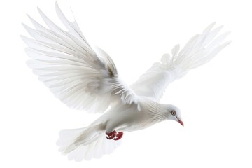 A white bird soars through the air with its wings spread, ready to take off