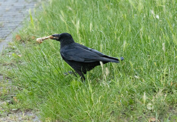 Rabe, Raben, Elster, Krähe, schwarz, Vogel, 