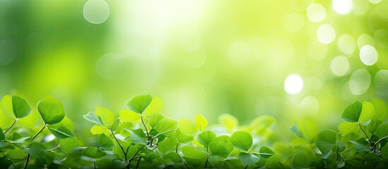 Blur green leaves with bokeh abstract background. Creative banner. Copyspace image