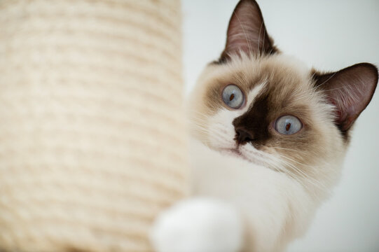 Britisch Kurzhaar Colourpoint Katze auf ihrem Kratzbaum