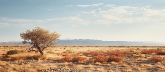 wild bushes grow in the dry season. Creative banner. Copyspace image
