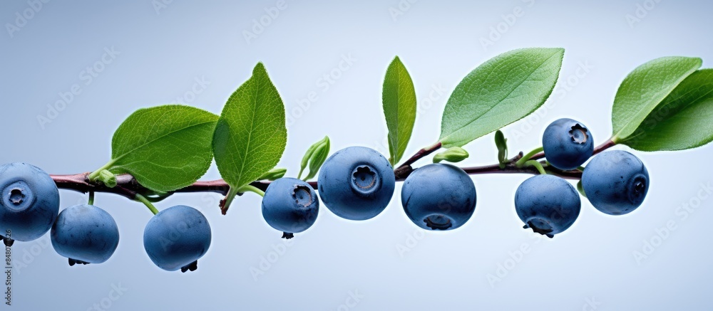 Poster blueberries on a branch. creative banner. copyspace image