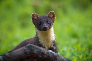 a european pine marten in the forest, is looking at camera at a summer morning 