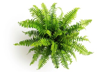 A close-up shot of a plant growing on a white background