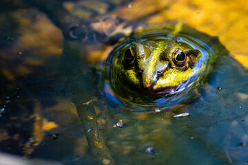 Pelophylax esculentus
