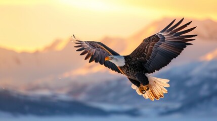 Fototapeta premium A bald eagle flying in sky in wild with snow mountain background.