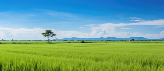 Landscape Sugar palm trees and Rice field. Creative banner. Copyspace image