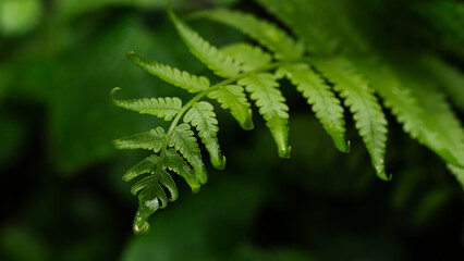 green fern leaf, nature background
