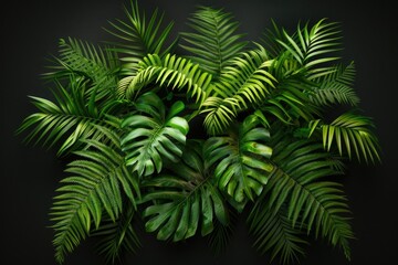 A close-up view of a bunch of green leaves against a dark background