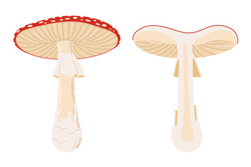 Fly agaric Whole and half mushroom, red poison mushroom. Hand drawn Amanita muscaria. Hallucinogenic, psychedelic forest mushroom. Trendy flat style magic fungus isolated. Vector illustration