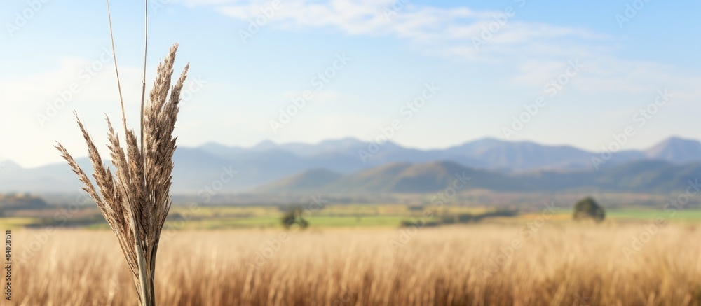 Poster tip of a cane grass with colorful countryside background. creative banner. copyspace image