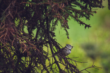 a european crested tit, lophophanes cristatus, perched at a branch from a spruce tree in the forest, with a fly in his beak for the young birds