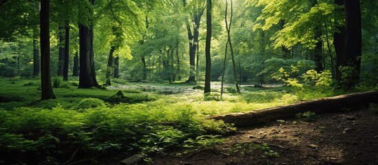 Green grass and trees in a forest. Creative banner. Copyspace image