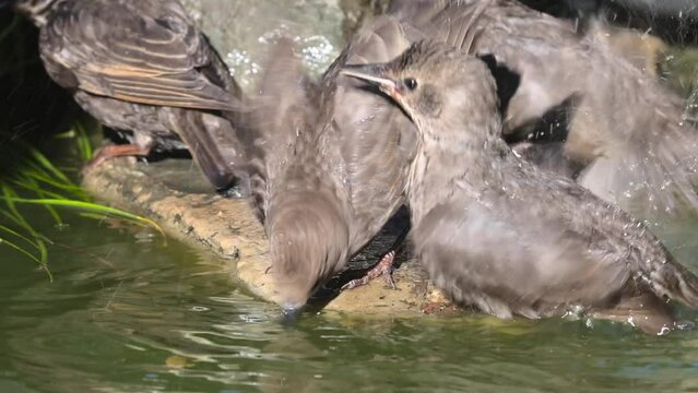 Baignade oiseaux